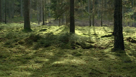 el sol atraviesa las nubes en el bosque mágico