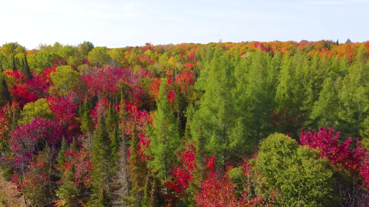 Dense Northern Ontario forest with fall foliage in shades of red, yellow, and orange depicting seasonal change in autumn