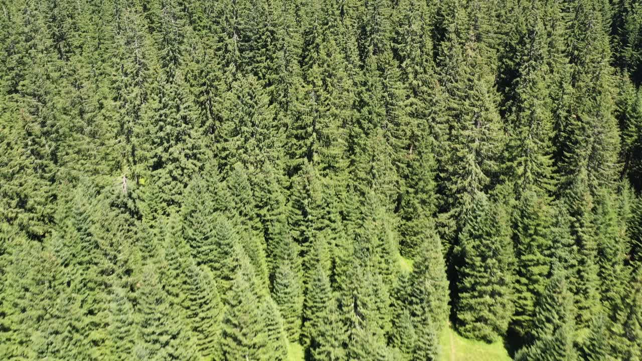 Thick dense pine forest of Ostrovica, Bosnia and Herzegovina aerial