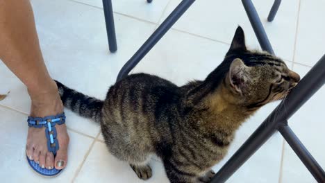 cute cat rubs by the table