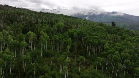 a large forest of lush green aspen trees in the foreground with a foggy atmospheric mist-covered mountain range in the background in silverthorne colorado aerial dolly