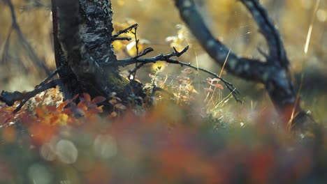 soft carpet of moss, lichen, and tiny plants backlit by the morning sun