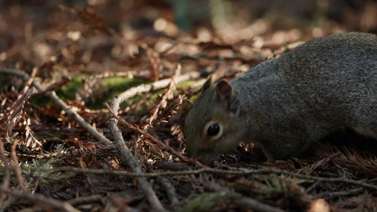Closeup slomo of cute grey squirrel foraging among leaf litter of forest floor