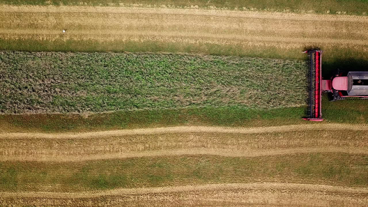 Combine harvester working on sunny summer day. Harvest time. Agricultural sector. Aerial view.