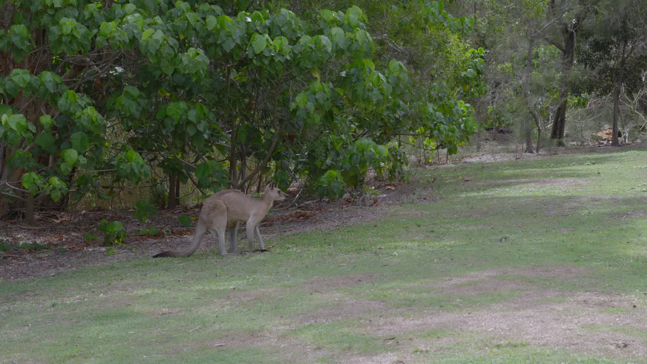 Canguro in habitat naturale, riserva naturale Australia, fauna selvatica