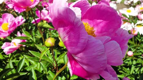 bumblebee taking honey and nectar from pink flower