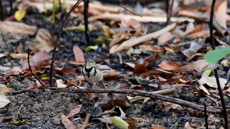 The-Forest-Wagtail-is-a-passerine-bird-foraging-on-branches,-forest-grounds,-tail-wagging-constantly-sideways