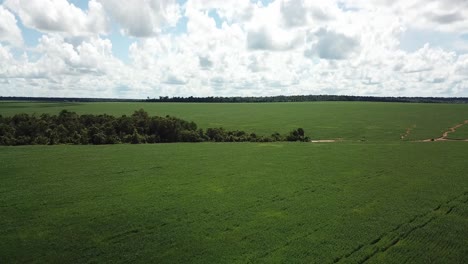 Imagen-Aérea-De-Un-Pequeño-Bosque-Nativo-En-El-Amazonas-En-Medio-De-Un-Campo-De-Soja