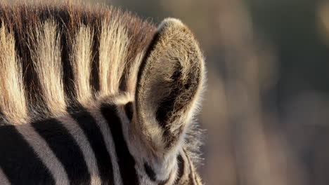 Zebraohr-Zucken,-Wind-Weht-Durch-Die-Mähne,-Extreme-Nahaufnahme-Makro-Detail