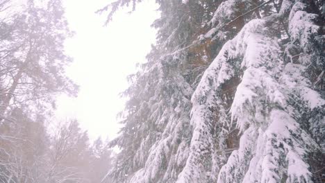 A-very-snowy-forest-in-The-Netherlands,-snowy-branches-pan-right-to-forest