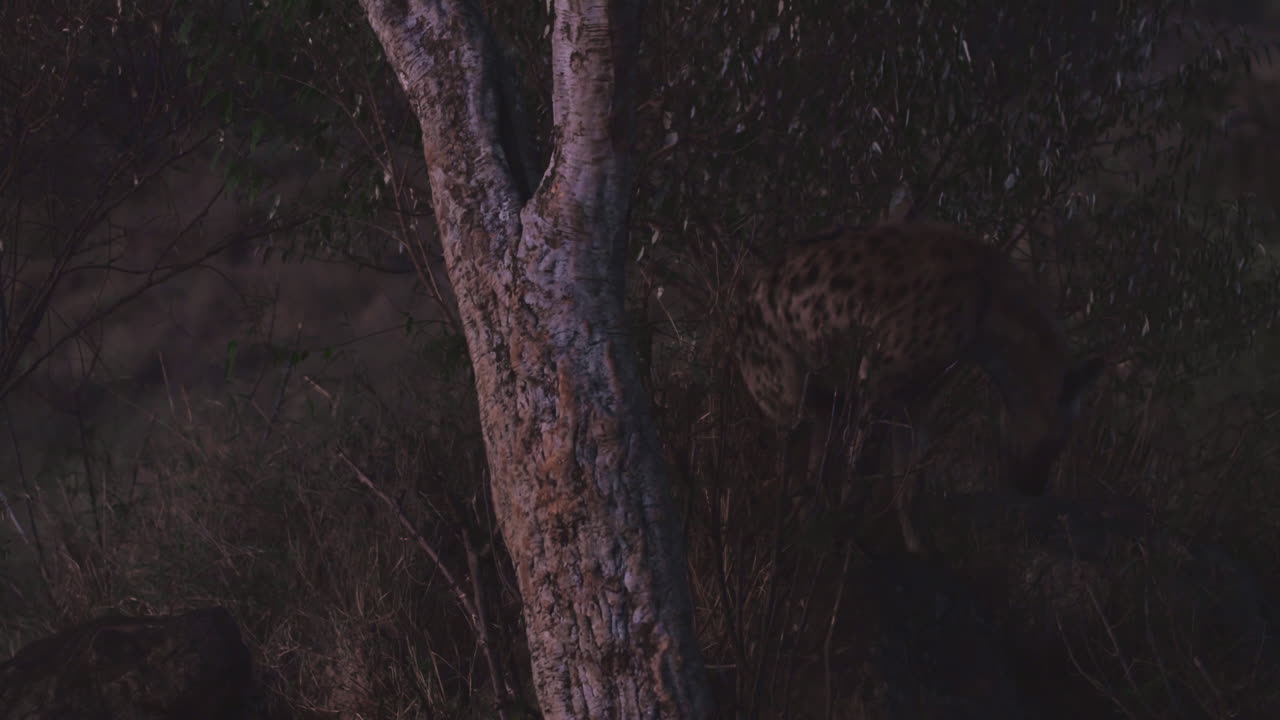 Iena maculata che cammina vicino a un albero nella savana a mezzogiorno