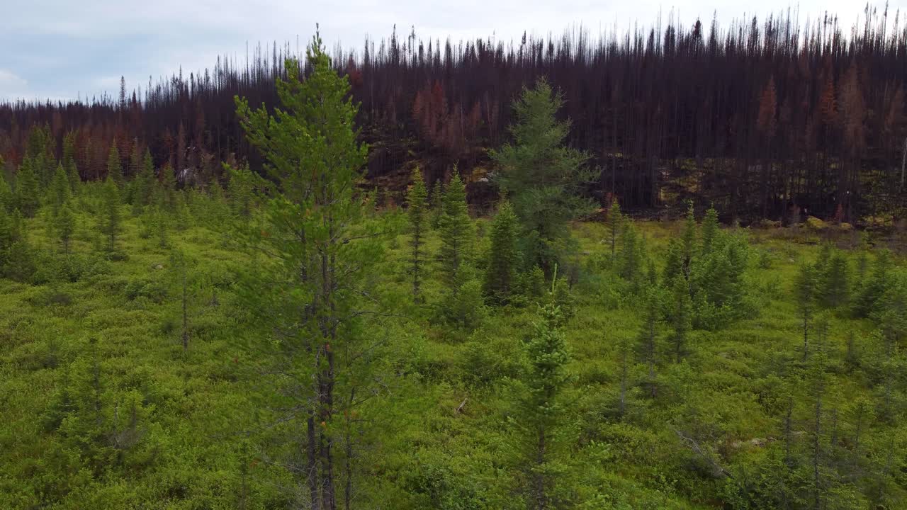 Dronekuva metsäpalon rajasta, joka erottaa vihreät ja kuivat alueet.