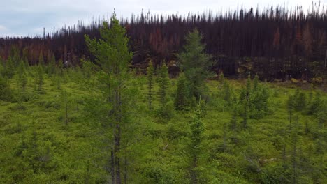 drone shot of the forest fire boundary, separating the green and dry parts