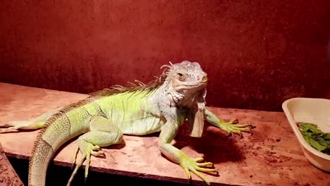 mascota iguana verde en un terrario de madera