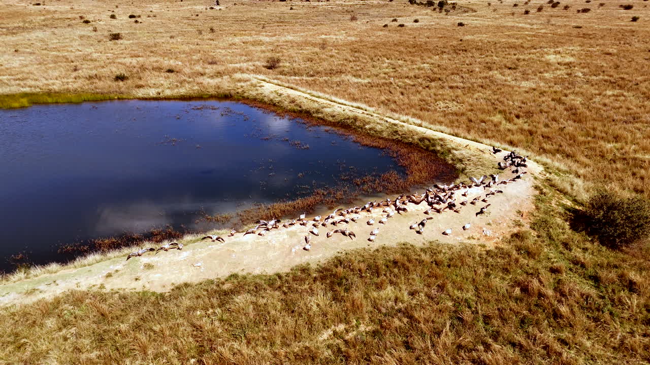 Descending aerial view of white-backed vultures sunning on game reserve dam wall