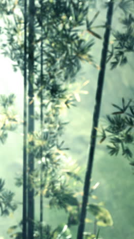 bamboo forest