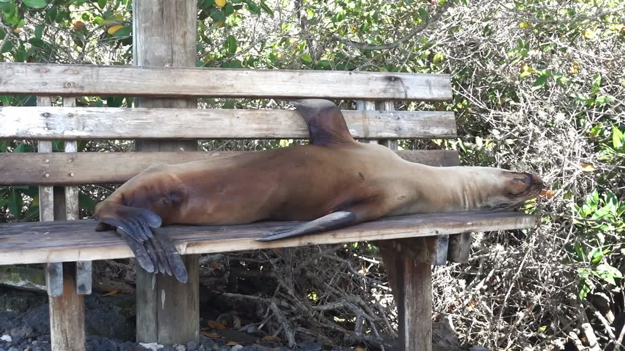 A sealion is sleeping on a bench at the Galapagos Islands