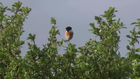 um macho stonecat, saxicola rubicola, empoleirado do topo de um arbusto enquanto chama