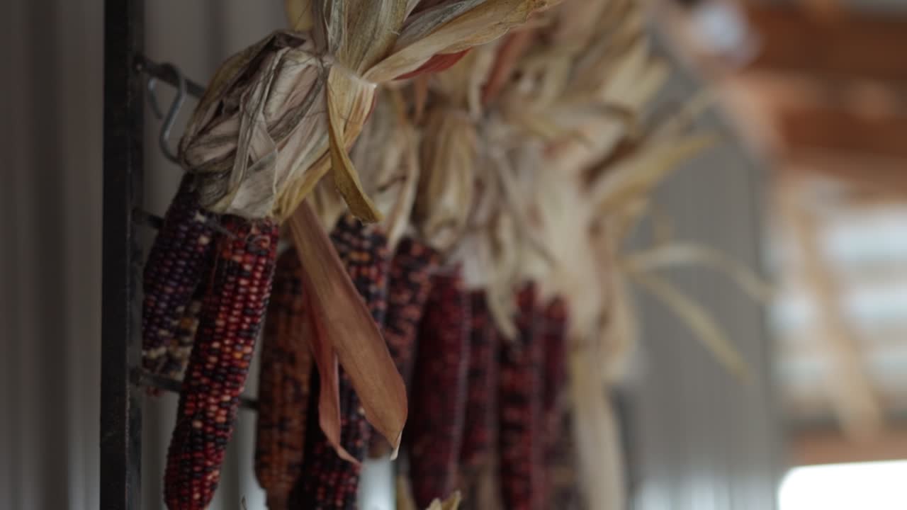 Decorative Corn Hanging During Autumn Season