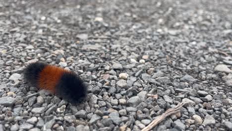 banded woolly bear caterpillar crawling in pebble stoned ground