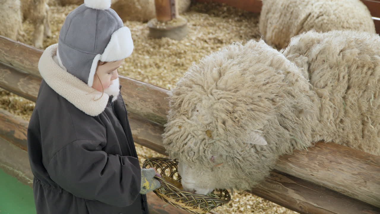 Glückliches Mädchen verbringt das Wochenende auf dem Land und füttert Schafe auf dem Bauernhof
