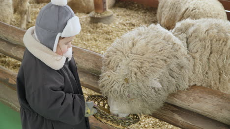 happy child 3 year old girl spend weekend in the countryside and giving food to sheeps on the farm