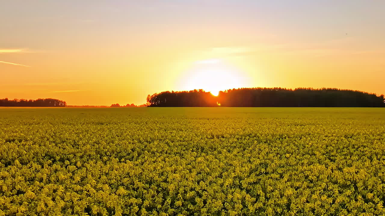A scenic panning shot across a vast agricultural field of blooming yellow rapeseed at golden hour, as the sun sets beautifully on the horizon behind a line of trees in Latvia