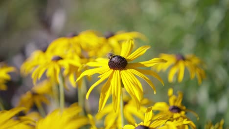 single bee on a yellow flower flying away at the end