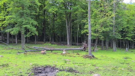 Ein-Harter-Weißwedelhirsch,-Der-Auf-Einer-Waldlichtung-Ruht