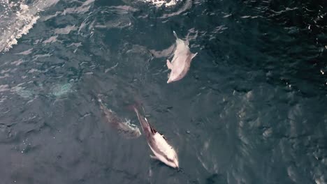 dolphin gets stunned when swimming with a pod