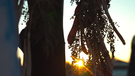 stunning close-up of the sun setting behind a tree