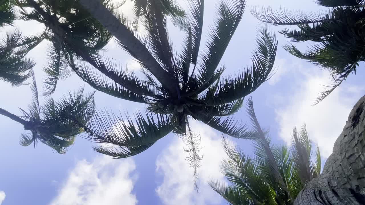 Chioma di foresta tropicale di palme con la luce del sole che filtra tra le foglie
