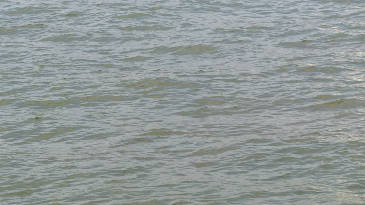 The peaceful water surface reflects nature's serenity in a coastal environment.