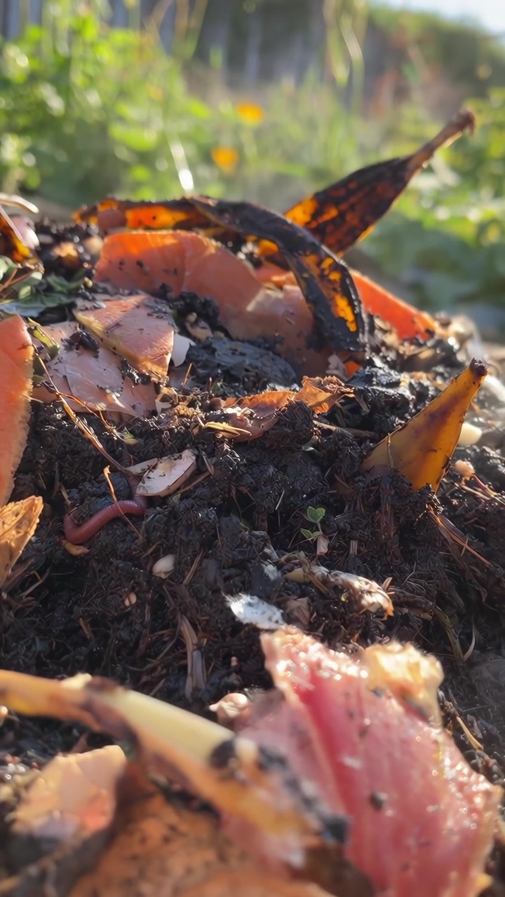 Lombriz de tierra moviéndose a través de un montón de compost orgánico