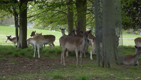 Fallow-Deer---Herd-Of-Deer-Resting-Under-The-Trees-At-Phoenix-Park-In-Dublin,-Ireland