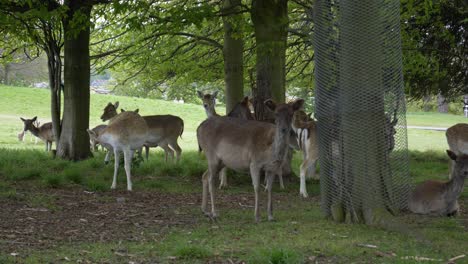 Gamo---Manada-De-Ciervos-Descansando-Bajo-Los-árboles-En-El-Parque-Phoenix-En-Dublín,-Irlanda