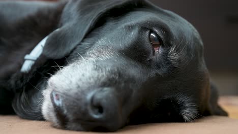 A-close-up-view-of-a-sleepy-aged-black-dog-looking-at-the-camera-as-it-lies-on-a-home-floor