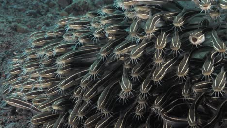 mass of juvenile striped catfish form a large school appearing to move as one to ward off predators