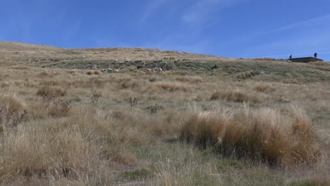 people take in views from disused building while sheep graze on long grass in summertime - breeze col, banks peninsula