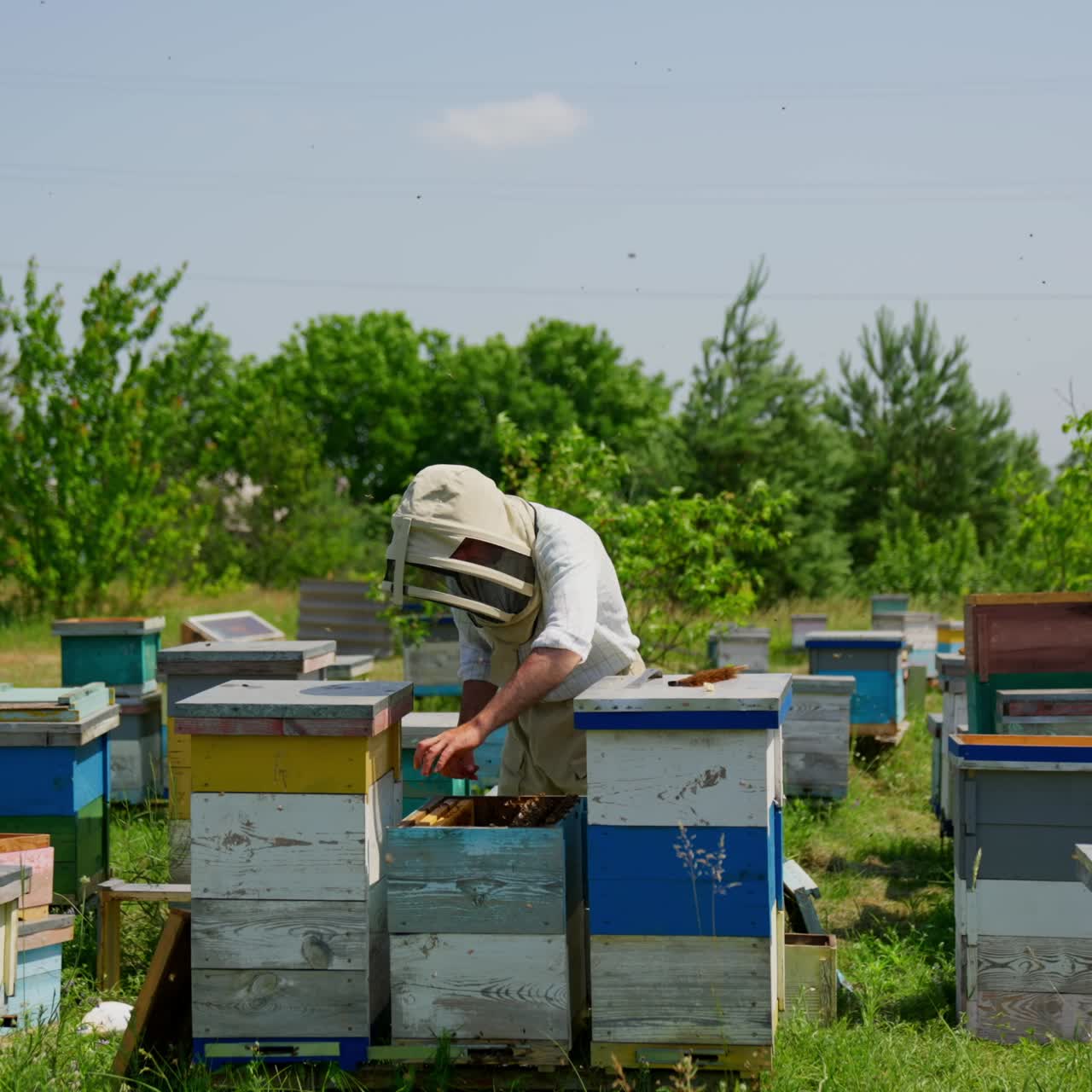 Lavora in un'azienda agricola rurale. Un apicoltore controlla i suoi alveari circondato da numerosi insetti che gli volano intorno. Natura sullo sfondo