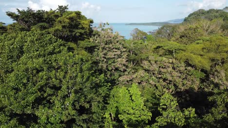 Aerial-drone-rising-pedestal-shot,-moving-up-from-lush-tropical-vegetation,-reveals-a-magnificent-bay,-a-sea-with-azure-waters,-on-a-perfect-sunny-day