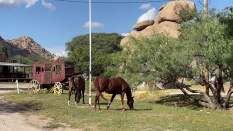 two horses graze on grass with horse carriage in background, handheld