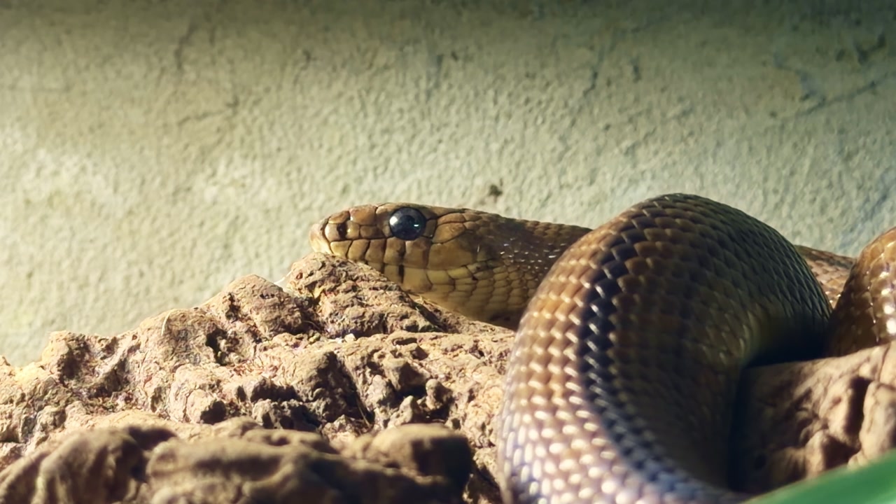 Ladder snake (Zamenis scalaris) resting on rock in terrarium, showing head profile, scale texture and dorsal markings under warm light, static close-up shot.