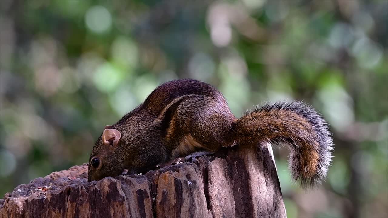 la ardilla terrestre de indochina se encuentra comúnmente en tailandia en casi cualquier lugar donde pueda prosperar