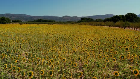 amplio paisaje de campos de girasoles en primavera