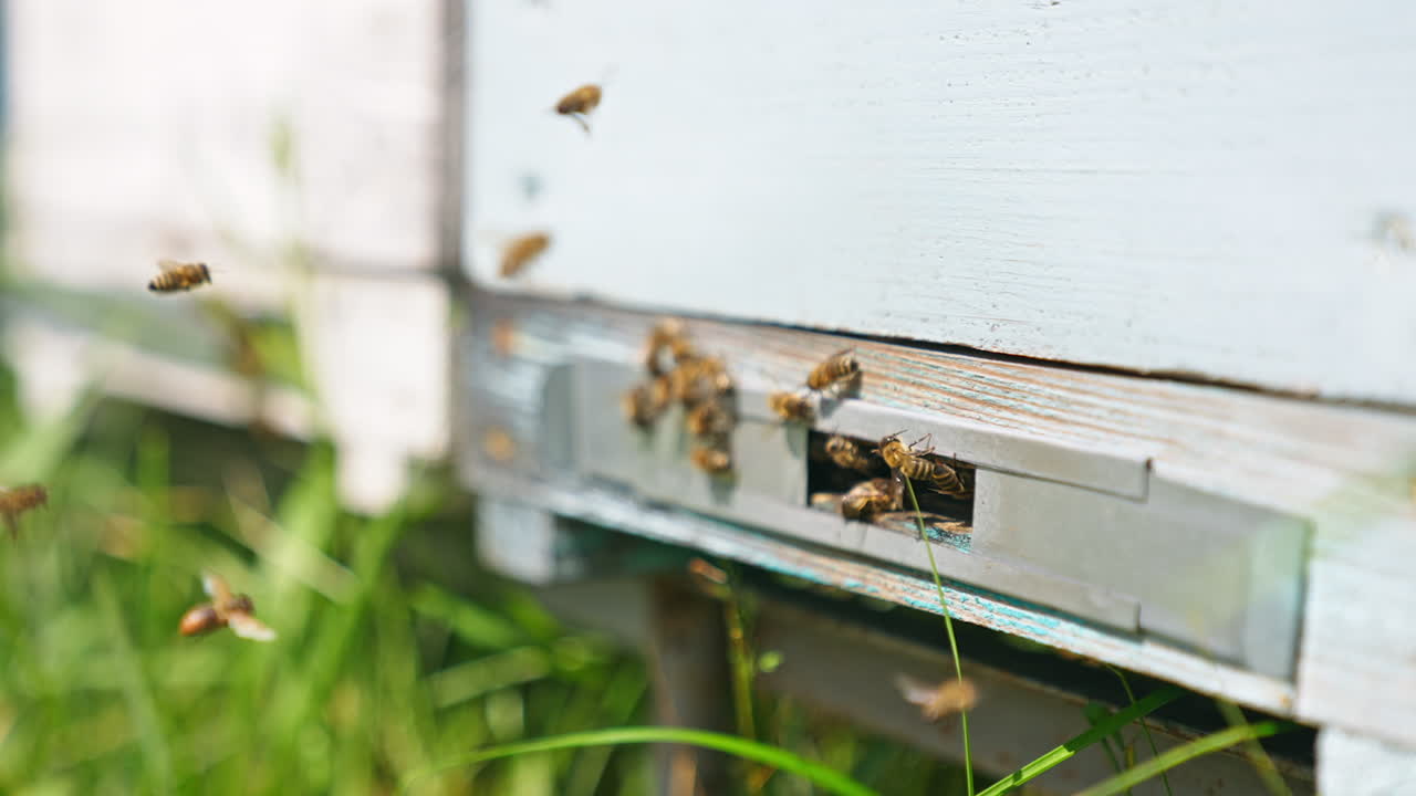 Industrious bees gathered around the beehive entrance. Stripy insects come to the hive and stay on it. Close up. Blurred backdrop.