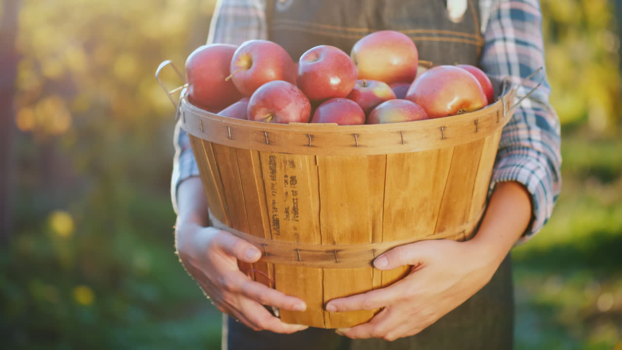 농부는 잘 익은 빨간 사과 작은 정원과 유기농 제품 컨셉으로 바구니를 들고 있습니다.