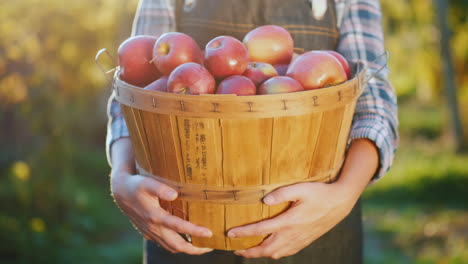 un agricultor sostiene una canasta con manzanas rojas maduras, un pequeño jardín y un concepto de productos orgánicos
