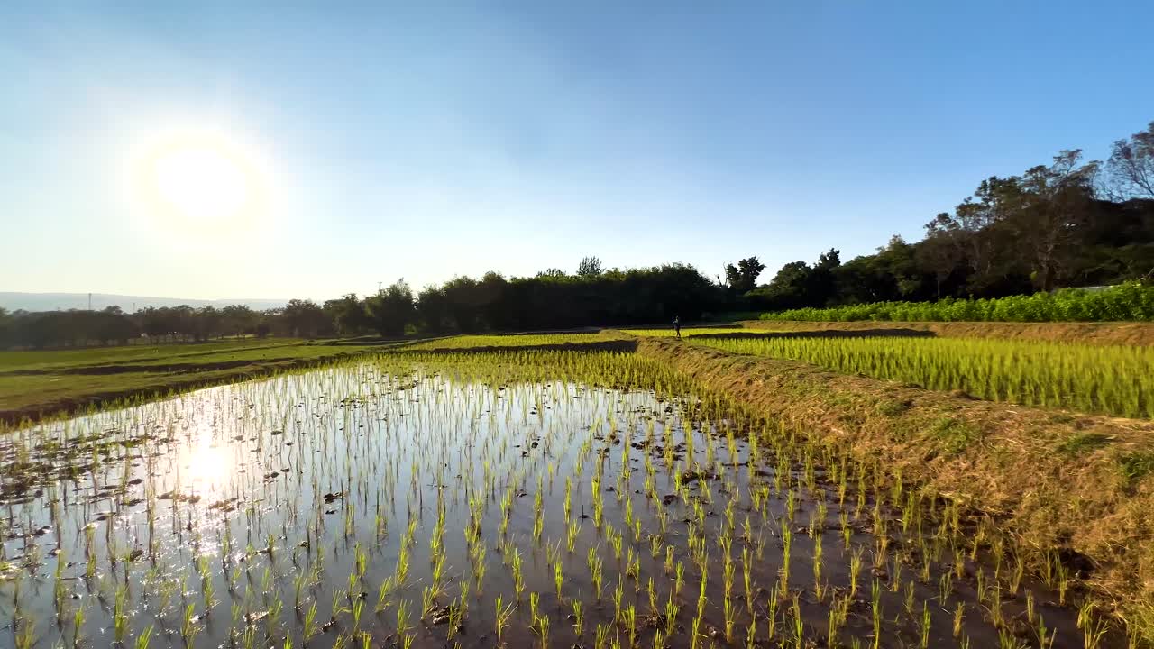 ทุ่งนาอันเงียบสงบภายใต้แสงอาทิตย์ที่สดใส