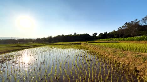 campos de arroz serenos bajo un sol brillante